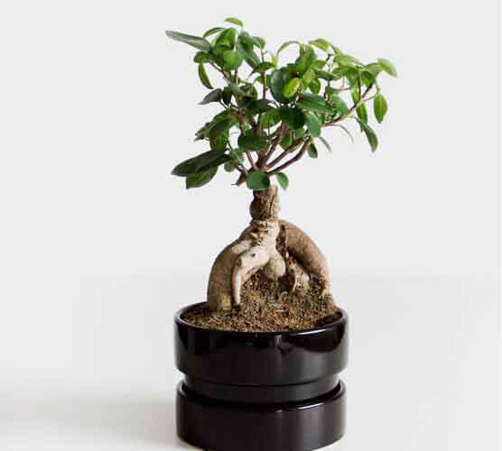 网页在线DDOS压力测试