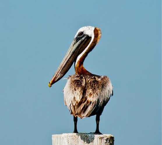 免费DDOS攻击测试工具