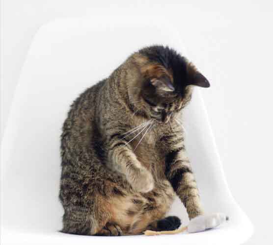 实惠又好用的安卓ddos攻击工具